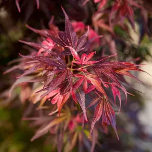 Acer palmatum 'Skeeter's Broom' 5L - image 2