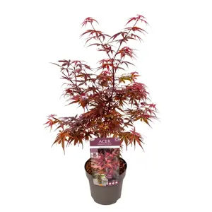 Acer palmatum 'Skeeter's Broom' 6L - image 1