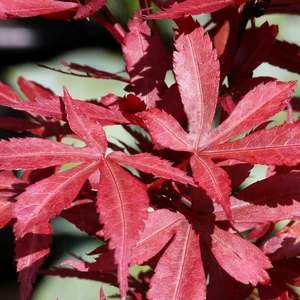 Acer palmatum 'Skeeter's Broom' 3L