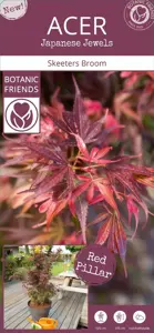 Acer palmatum 'Skeeter's Broom' 6L - image 2