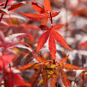 Acer palmatum 'Skeeter's Broom' 25L - image 2