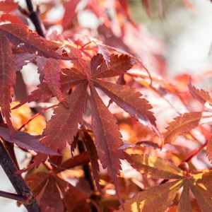 Acer palmatum 'Skeeter's Broom' 25L - image 1