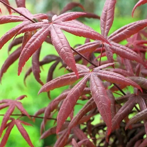 Acer palmatum 'Starfish' 3L - image 1