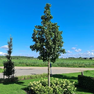 Picture - Plantipp BV