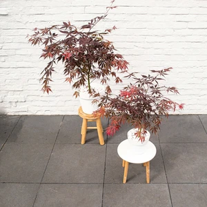 Acer palmatum 'Sumi-nagashi' - image 3
