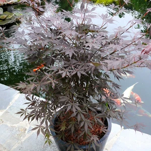 Acer palmatum 'Sumi-nagashi' - image 4