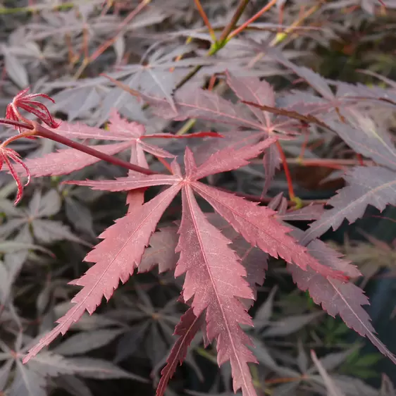 Acer palmatum 'Sumi-nagashi' - image 1