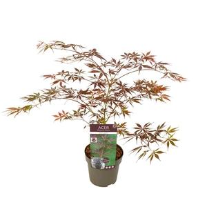 Acer palmatum 'Sumi-nagashi' - image 5