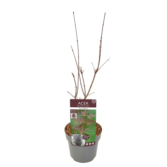 Acer palmatum 'Sumi-nagashi' - image 6