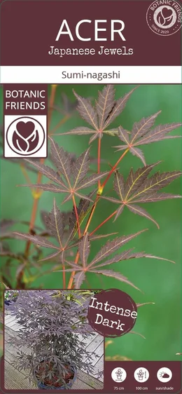 Acer palmatum 'Sumi-nagashi' - image 7