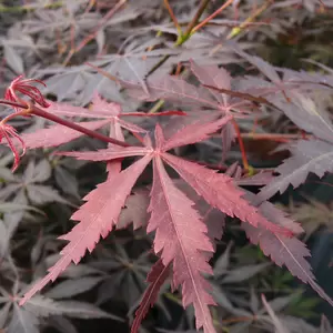 Acer palmatum 'Sumi-nagashi' 8L - image 2