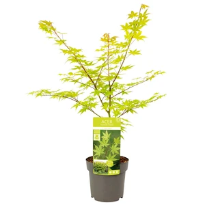 Acer palmatum 'Summer Gold' 3L - image 3