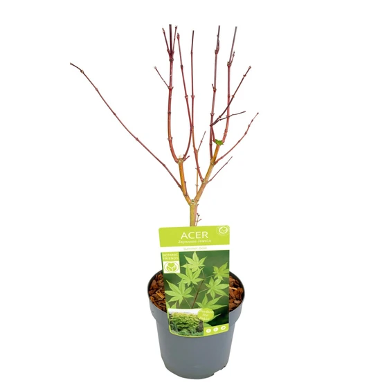 Acer palmatum 'Summer Gold' 3L - image 4