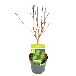 Acer palmatum 'Summer Gold' 3L - image 4