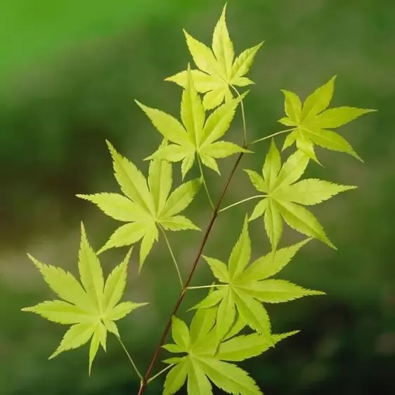 Acer palmatum 'Summer Gold' 10L - image 1