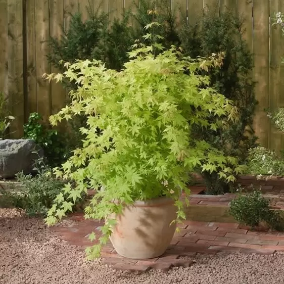 Acer palmatum 'Summer Gold' 10L - image 2