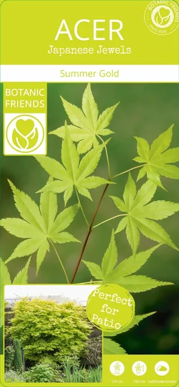 Acer palmatum 'Summer Gold' 3L - image 5