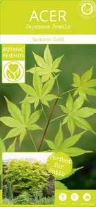 Acer palmatum 'Summer Gold' 3L - image 5