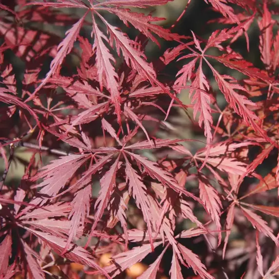 Picture Credit - Frank P Matthews