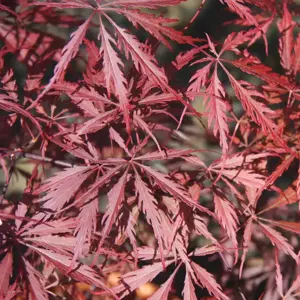 Picture Credit - Frank P Matthews