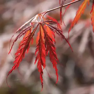 Picture Credit - Frank P Matthews