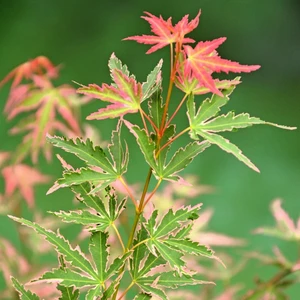 Acer palmatum 'Taylor' 3L - image 1