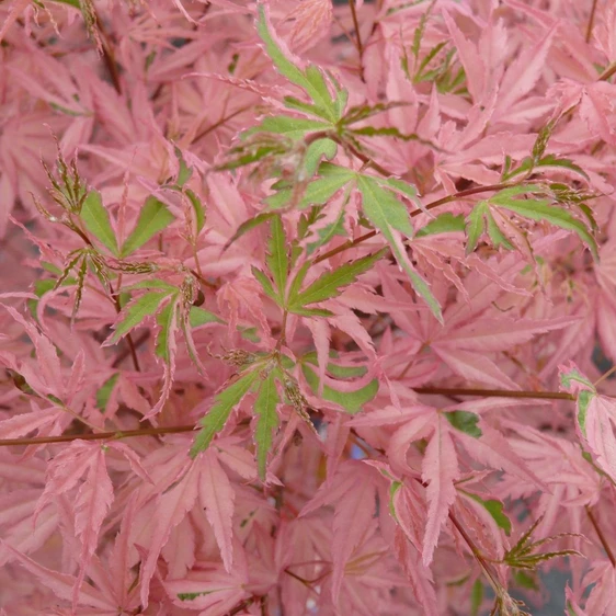 Acer palmatum 'Taylor' 3L - image 2