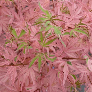 Acer palmatum 'Taylor' 3L - image 1