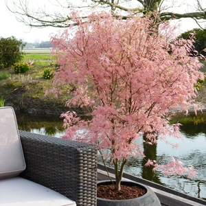 Acer palmatum 'Taylor' 3L - image 4