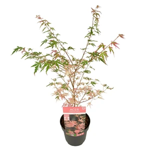 Acer palmatum 'Taylor' 3L - image 5
