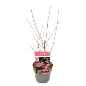 Acer palmatum 'Taylor' 3L - image 6