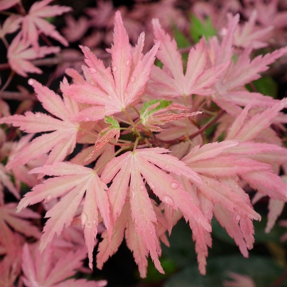 Acer palmatum 'Taylor' 1L - image 2