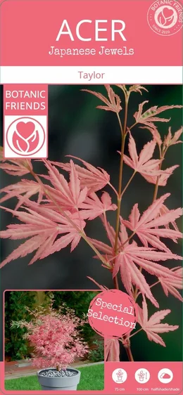 Acer palmatum 'Taylor' 3L - image 7