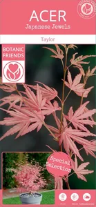 Acer palmatum 'Taylor' 3L - image 7