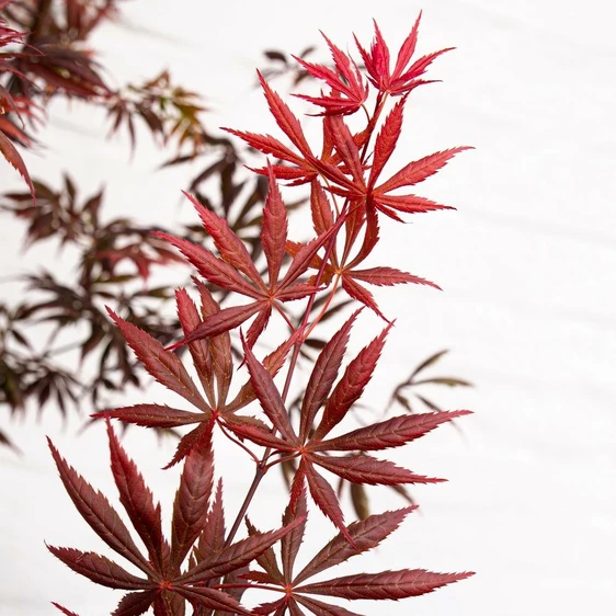 Acer palmatum 'Trompenburg' 3L - image 1