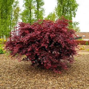 Acer palmatum 'Trompenburg' 3L - image 2