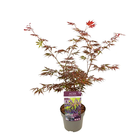 Acer palmatum 'Trompenburg' 3L - image 3