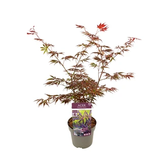Acer palmatum 'Trompenburg' 3L - image 3