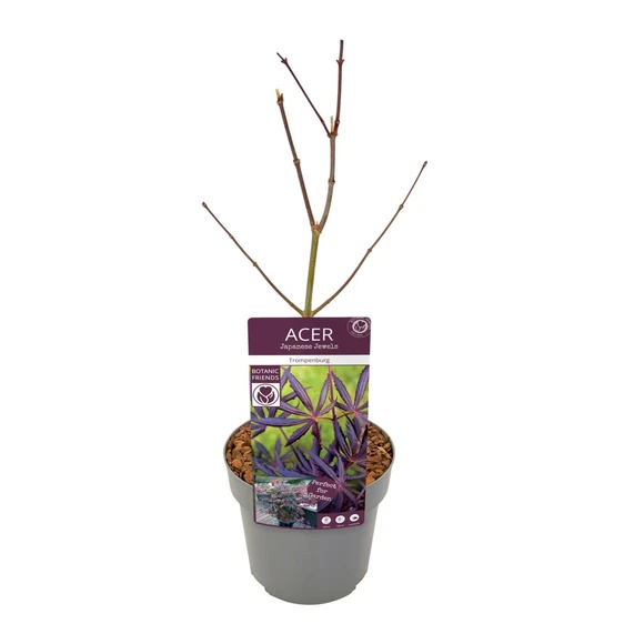 Acer palmatum 'Trompenburg' 3L - image 4