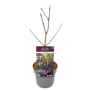 Acer palmatum 'Trompenburg' 3L - image 4