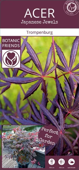 Acer palmatum 'Trompenburg' 3L - image 5