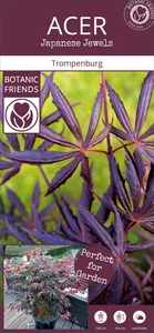 Acer palmatum 'Trompenburg' 3L - image 5