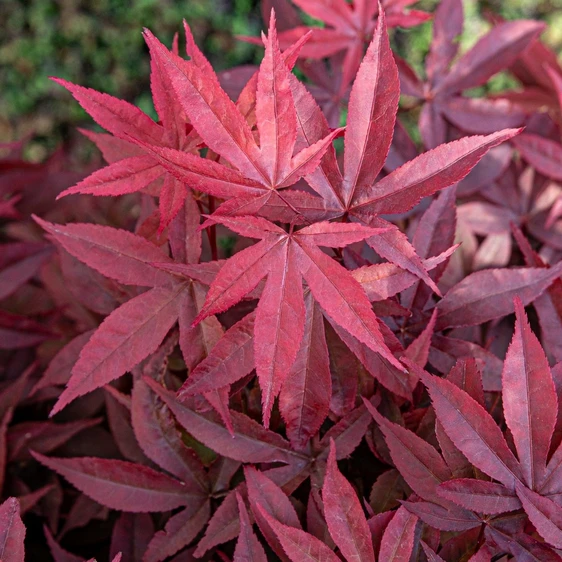 Acer palmatum 'Twombly's Red Sentinel' - image 2