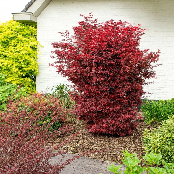 Acer palmatum 'Twombly's Red Sentinel' - image 3