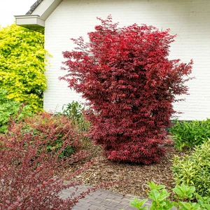 Acer palmatum 'Twombly's Red Sentinel' - image 3