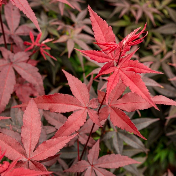 Acer palmatum 'Twombly's Red Sentinel'