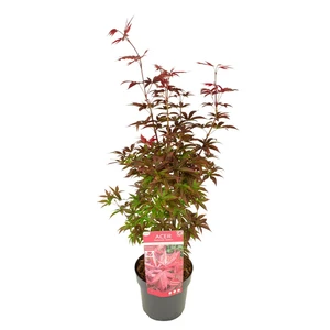 Acer palmatum 'Twombly's Red Sentinel' - image 4