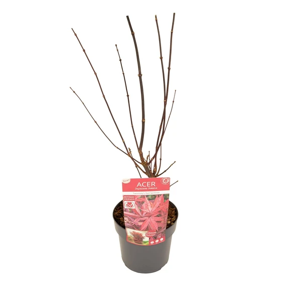 Acer palmatum 'Twombly's Red Sentinel' - image 5