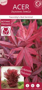 Acer palmatum 'Twombly's Red Sentinel' - image 6