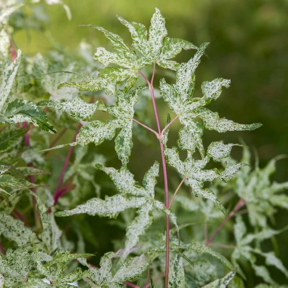 Acer palmatum 'Ukigumo' 8L - image 1